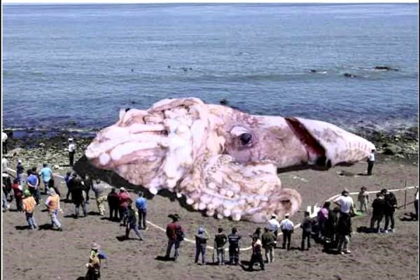 Kraken 15 at