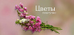 Цветы поштучно